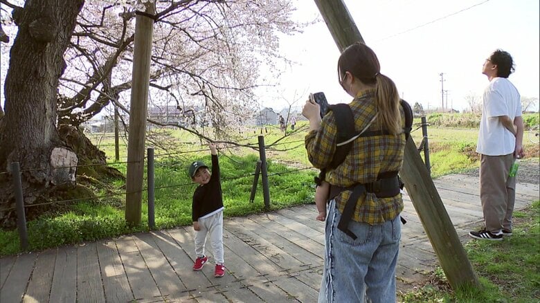 満開の時期に合わせ多くの人が訪れる