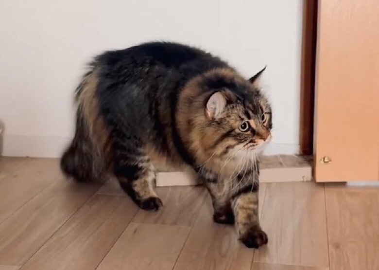 ひぇぇぇ