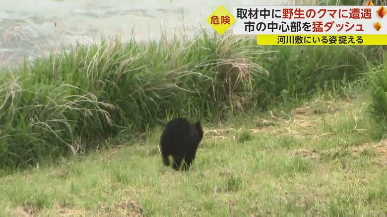川沿いを上流に向かって走るクマ