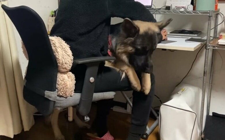 膝に乗って甘えるTOBIくん（提供：Tobi and Bobiシェパード兄弟犬さん）