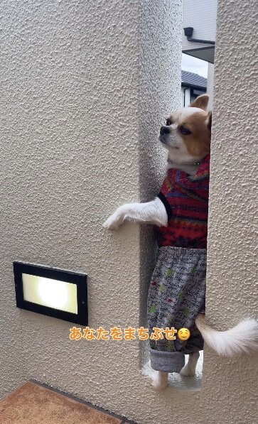 提供：SORA/ちわわさん