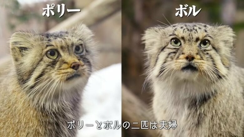 出典：那須どうぶつ王国公式YouTube