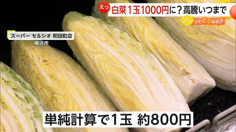 4分の1サイズで販売される白菜