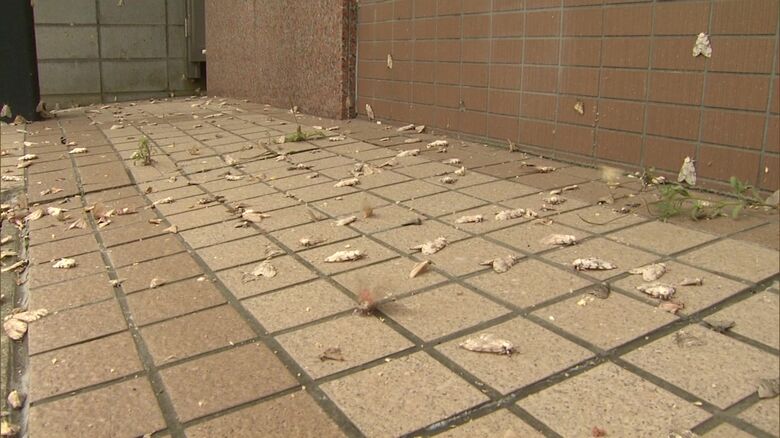 マイマイガが大量発生