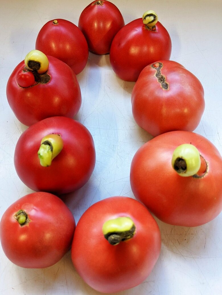 トマトから緑の物体が!?