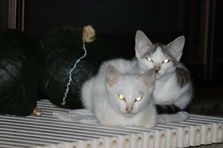 夜に光る猫の目（画像はイメージ）