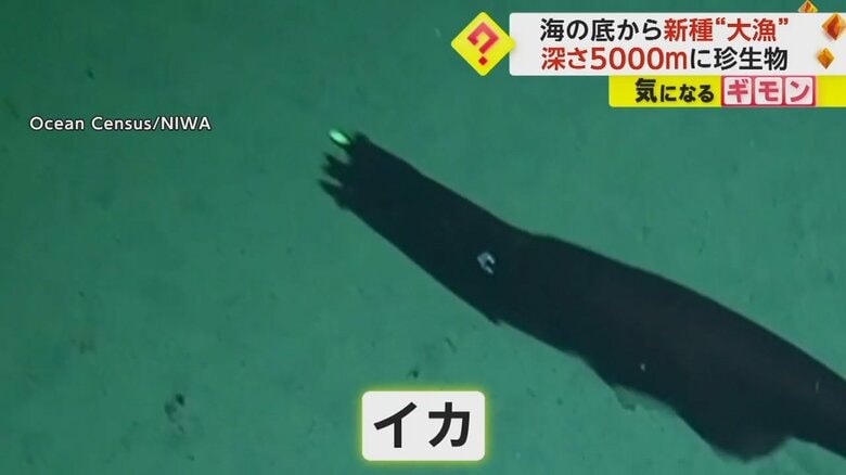 海底で見つかった触覚の先が光るイカ