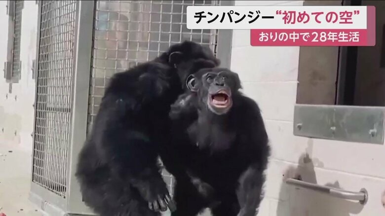 ふと、上をみたバニラ