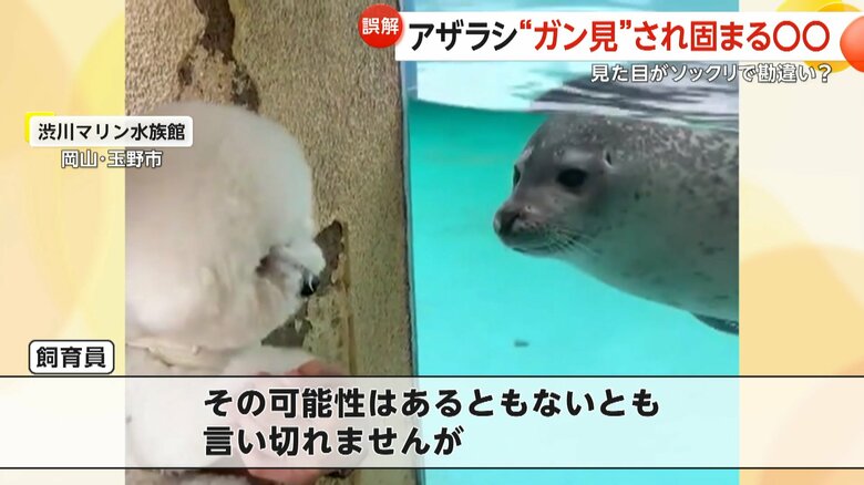 ビション・フリーゼのセトくんを見つめるゴマフアザラシのもち丸くん