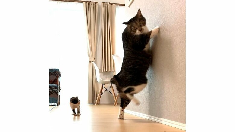 ふうちゃんが怖いという金時くん