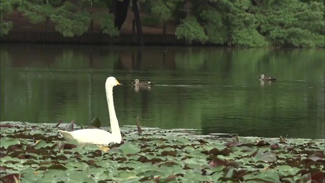 冬が来るのを待つ白鳥