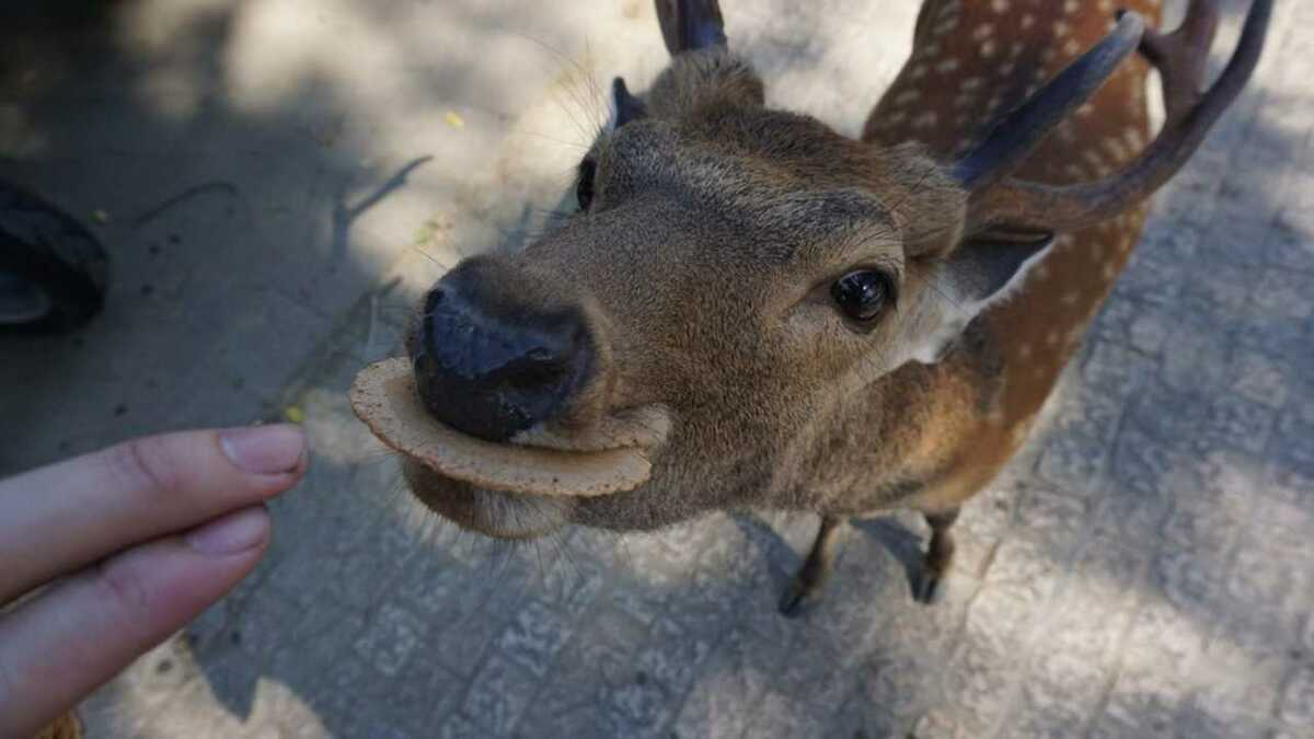 奈良公園のシカによるけが人が過去最悪 未然に防げる シカサイン のやり方を聞いた Fnnプライムオンライン