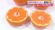 「厳しい天候でも質高く」旬を迎えた松崎町特産ポンカン　産地としての魅力発信へ