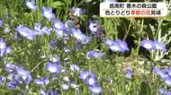 ネモフィラやガザニアなど色とりどりの絶景　香木の森公園で春の花の競演（島根・邑南町）