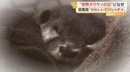 カワウソはペットに適さない？フンをまき散らす習性も　ペット需要増で密猟に拍車　「正しく知って」注意呼びかけ