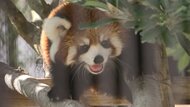 言葉にならないかわいさ　レッサーパンダの赤ちゃん・杏香が“歩くだけ”で黄色い声　国際レッサーパンダデー