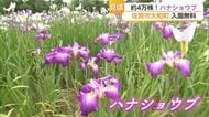 「母に見せたかった」100種類4万株のハナショウブが見頃　佐賀市大和町の花しょうぶ園【佐賀県】
