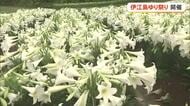 潮風に揺れる満開のテッポウユリを堪能　伊江島ゆり祭り開催中