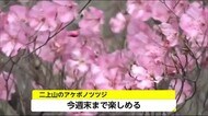 二上山のアケボノツツジが見頃に 宮崎県
