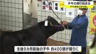子牛の競りはじまる 価格は回復傾向 鹿児島・鹿屋市