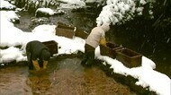 氷点下1・4℃ 厳寒の中…ミツマタの川ざらし 良質な和紙に仕上げる大切な工程【岡山・津山市】
