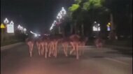 真夜中の大脱走 ダチョウの群れが夜道を疾走 中国