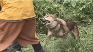 近隣住民「怖くて出られない」「夜は戸締り」逃げ出したペットの“オオカミ犬”の捕獲大作戦