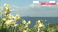 海辺の公園でスイセンが見ごろ(益田市)