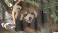 言葉にならないかわいさ　レッサーパンダの赤ちゃん・杏香が“歩くだけ”で黄色い声　国際レッサーパンダデー