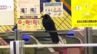 通勤ラッシュの東西線に珍客『カーカーカー』鳴き声響く地下鉄駅構内―1羽の“カラス”が迷い込む「普通に階段下りてきた？ちょんちょんちょんちょん？」なぜカラスは地下へ？カラス専門家に聞いてみた＜北海道札幌市＞