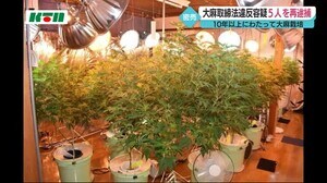 大麻草 358株を栽培した疑いで男5人を再逮捕 総額1億5000万円相当【長崎県】