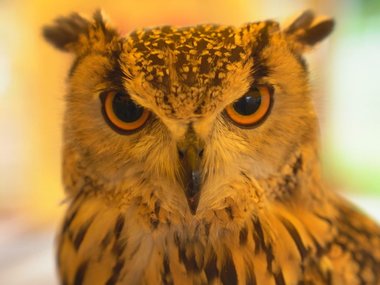 なんと凛々しい目つき…エサが欲しいと「ガアガア」 鳴き声が可愛らしい“ベンガルワシミミズク”