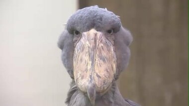 「機関銃みたいな音」を出す