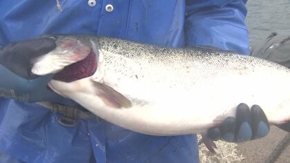 “ハタハタ頼り”にならない新たな漁業を　男鹿の漁港で「サーモン」養殖　冬場の新たな収入源として期待【秋田発】