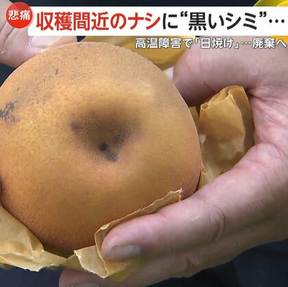 農家が悲鳴…収穫間近の梨に“黒いシミ”　高温障害の「日焼け」廃棄で被害額は約100万円　9月の3連休は「熱帯じょう乱」に要注意