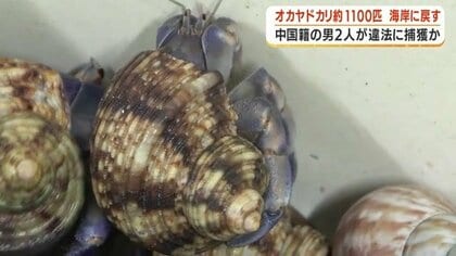 奄美大島の天然記念物オカヤドカリ　密捕獲された約1100匹を海岸に戻す　中国籍の男2人を逮捕・起訴