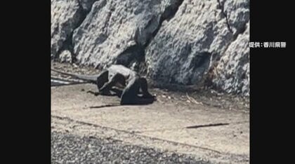 側溝にスルリと…大型のトカゲが住宅街に　体長60～70センチで“テニス・ラケット”大…未だ捕獲できず　香川・小豆島町