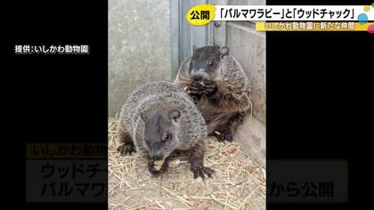 「ウサギなの？クマなの？」いしかわ動物園にウッドチャックとパルマワラビーが仲間入り 11日から展示へ