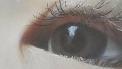 「つなぎとめた命を絵に」舌がん経験の画家・蔵野由紀子さんの展示会　リアルな描写で描く生きることの素晴らしさ