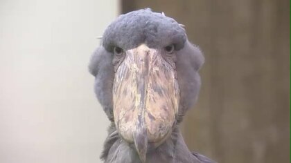 「機関銃みたいな音」を出す動かない鳥”　まるでマフィアのボス…バズって全国から見学者が【島根・松江】