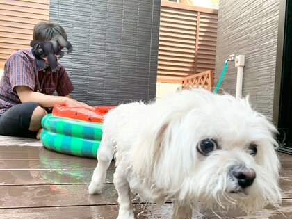 「二度と入らん」プールを楽しめなかったワンちゃんの“決意の顔”に爆笑！そんなに嫌いな理由を飼い主に聞いた