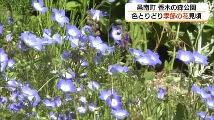 ネモフィラやガザニアなど色とりどりの絶景　香木の森公園で春の花の競演（島根・邑南町）