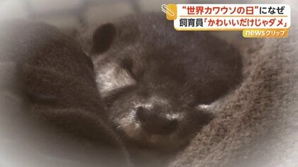 カワウソはペットに適さない？フンをまき散らす習性も　ペット需要増で密猟に拍車　「正しく知って」注意呼びかけ