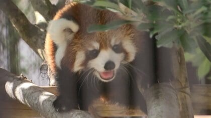 言葉にならないかわいさ　レッサーパンダの赤ちゃん・杏香が“歩くだけ”で黄色い声　国際レッサーパンダデー