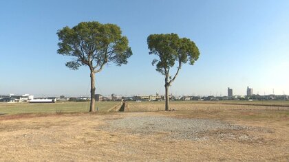 田園風景にポツンと…仲良く寄り添って立つ「夫婦の木」の歴史 約20年前の出来事きっかけに現在の場所へ