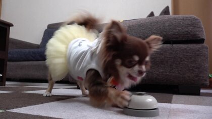 ベルをチーン！で「ちょうだい！ちょうだい！」　記憶力抜群で芸達者チワワ・モカちゃん