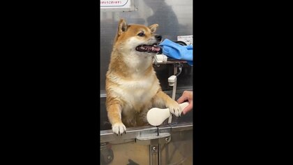 「やめろ」シャワーを前足で“やんわり拒否”する柴犬が可愛い！でも最後は無抵抗…苦手な理由を飼い主に聞いた