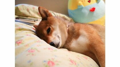 薄目でチラチラ? “寝たふり”で散歩を回避しようとする柴犬が賢い…そんなに散歩が嫌いなのか飼い主に聞いた