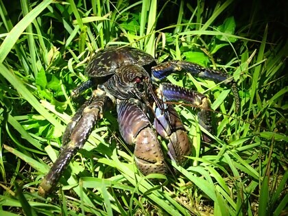 ヤシガニのハサミの硬さは「鋼鉄」並み!? “生物界最強級”の挟む力に耐えられる構造は特殊だった