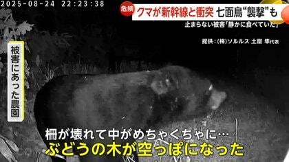「夏の終わりは空腹」クマの出没相次ぐ…宮城でマスカット500房食い荒らす　山形新幹線と衝突　宮城で七面鳥“襲撃”も